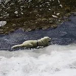 Rader Bad Gastein